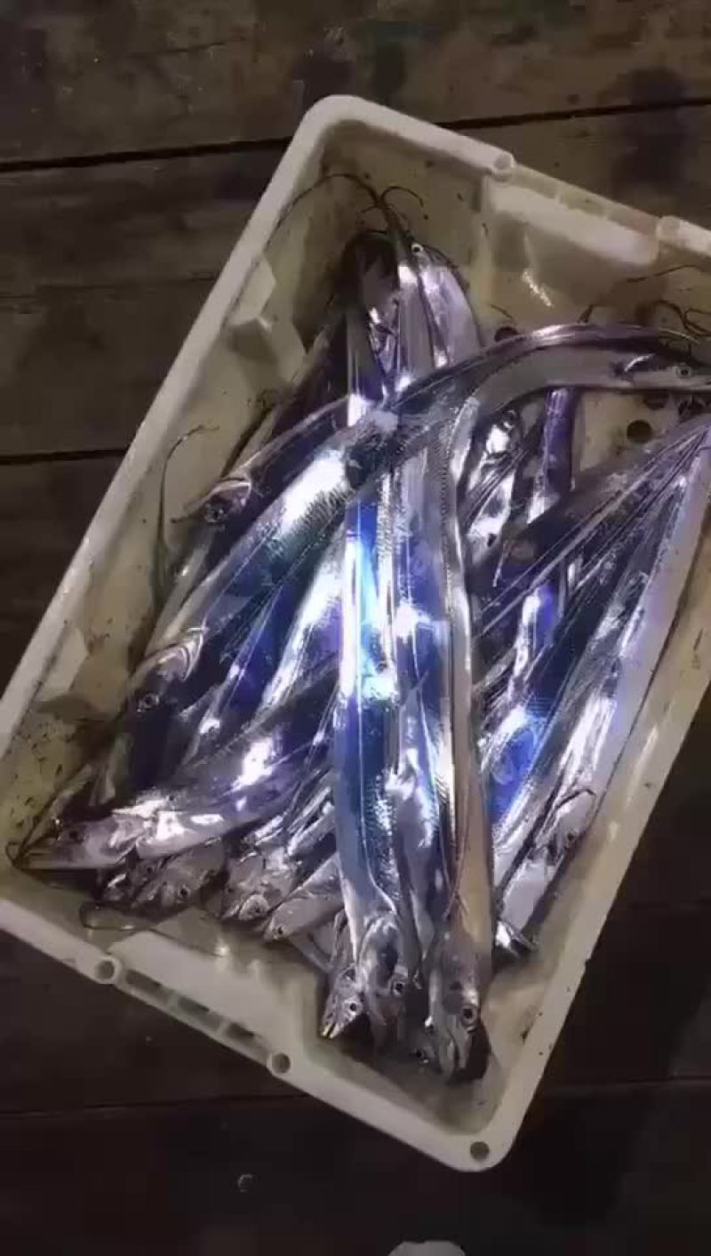 钓船钓的带鱼