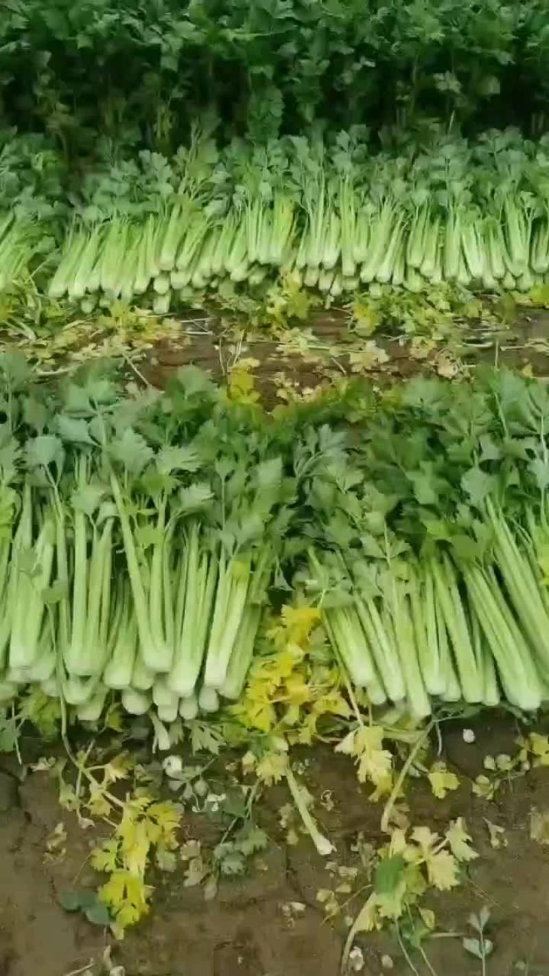 河北精品西芹货源充足产地直发对接市场商超