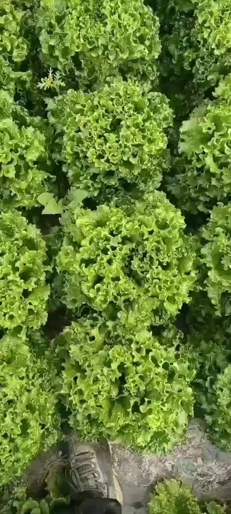 河北邯郸生菜全国发货生菜产地直发对接市场商超