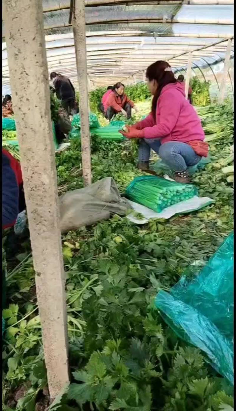 河北精品西芹货源充足产地直发对接市场商超
