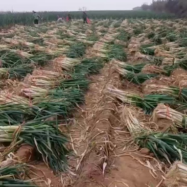 山西大葱大量供应