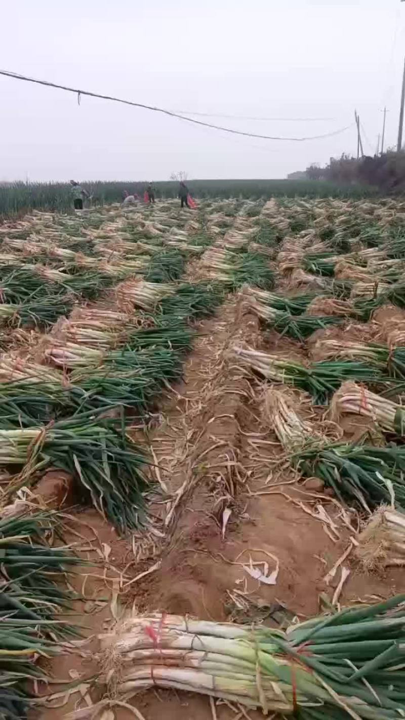 山西大葱大量供应