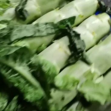 精品莴笋