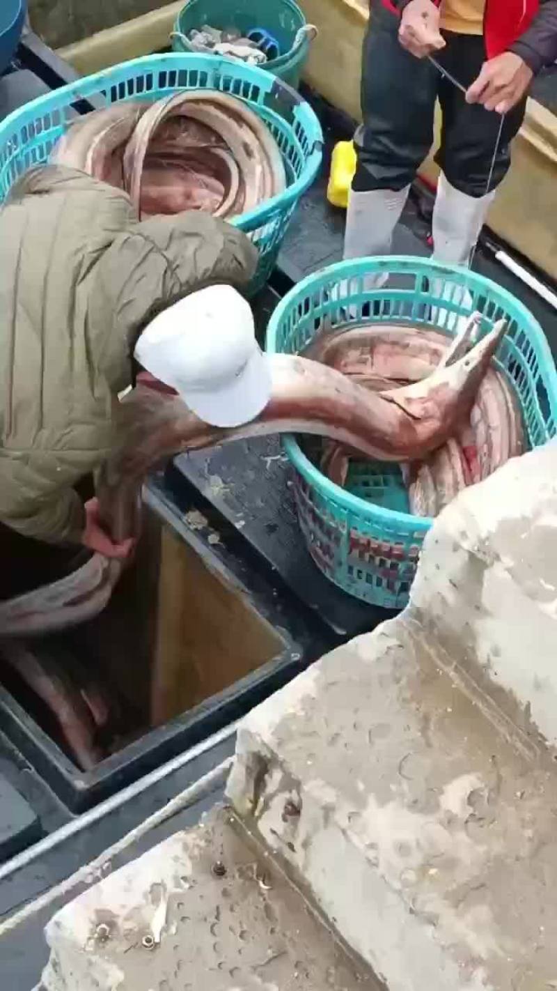 钓船钓的鳗鱼，大鳗15斤起，中鳗6一15斤，小鳗6斤下，