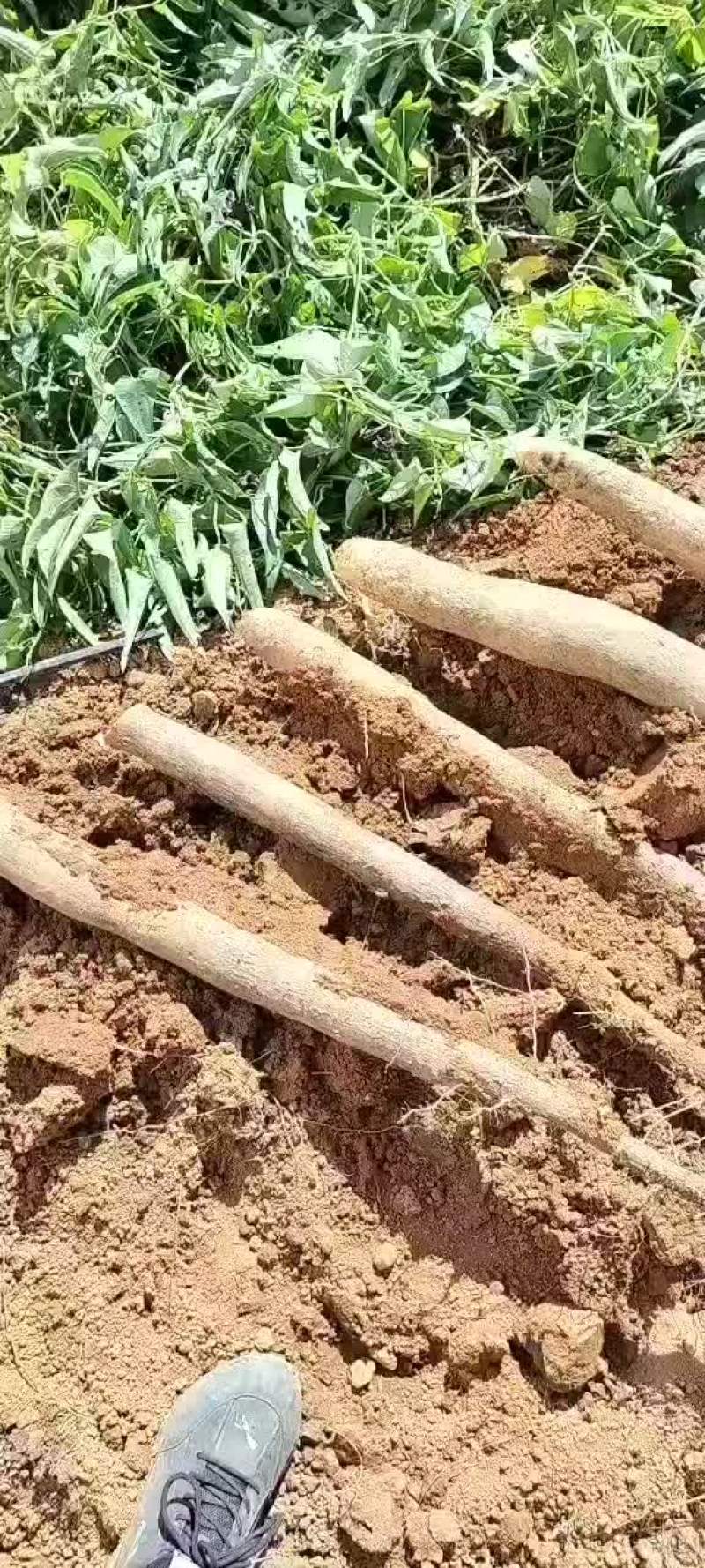 雅安山药