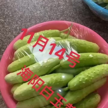 海阳白玉黄瓜
