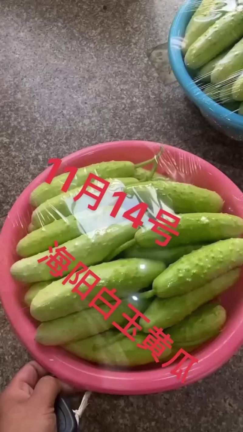 海阳白玉黄瓜