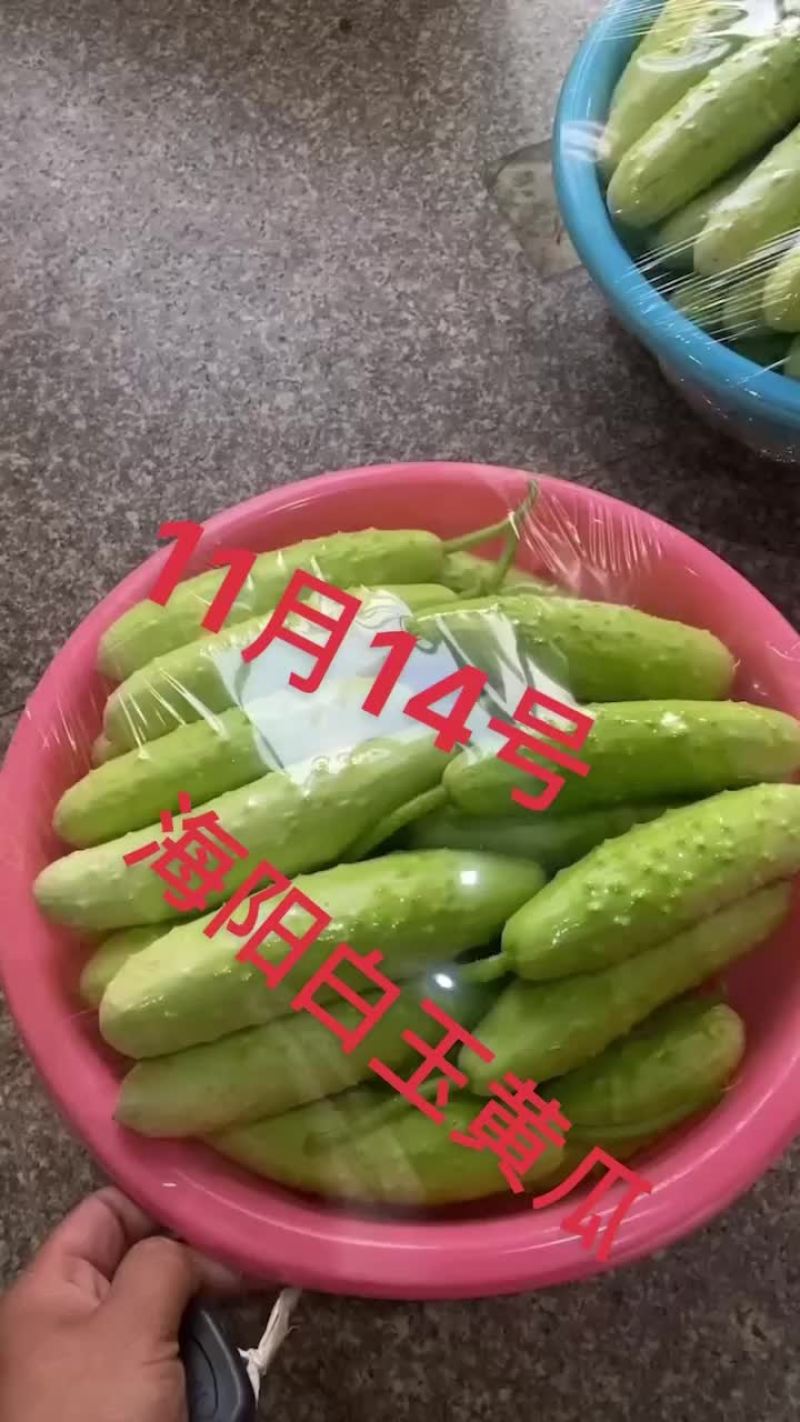 海阳白玉黄瓜