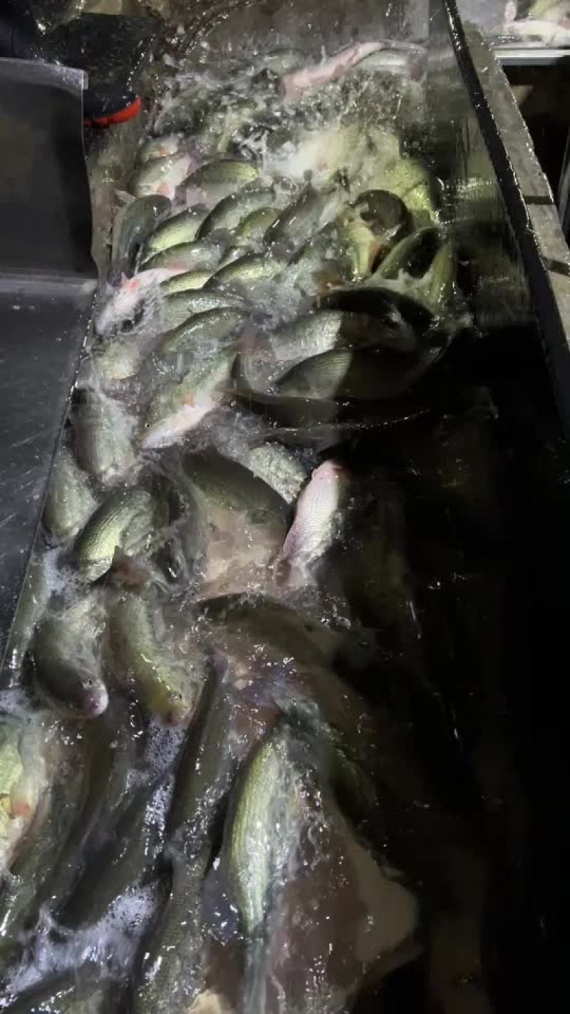 鲈鱼加州鲈鱼全年稳定供应各种规格鲈鱼