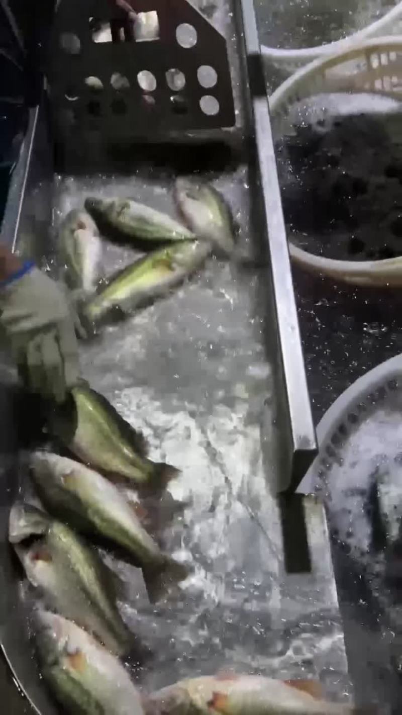 鲈鱼加州鲈鱼全年稳定供应各种规格鲈鱼