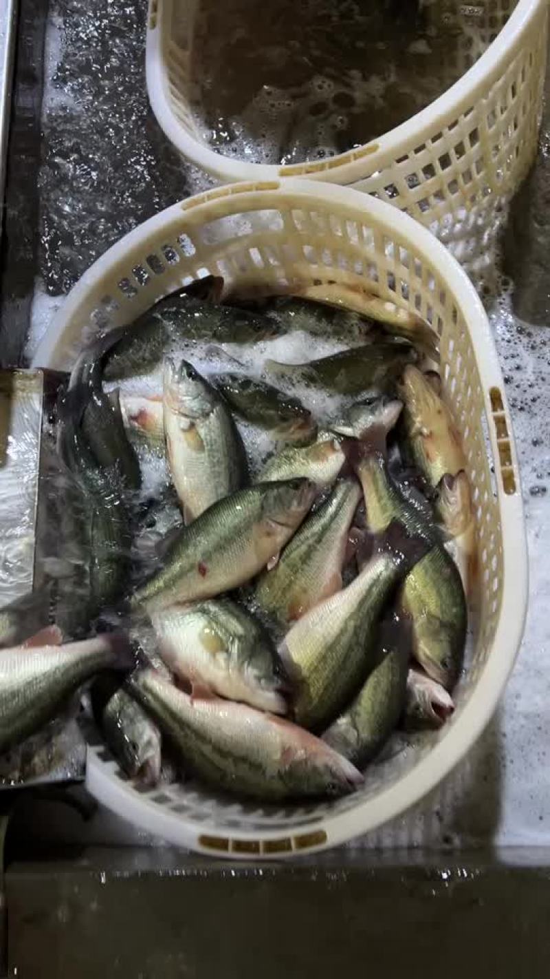 鲈鱼加州鲈鱼全年稳定供应各种规格鲈鱼