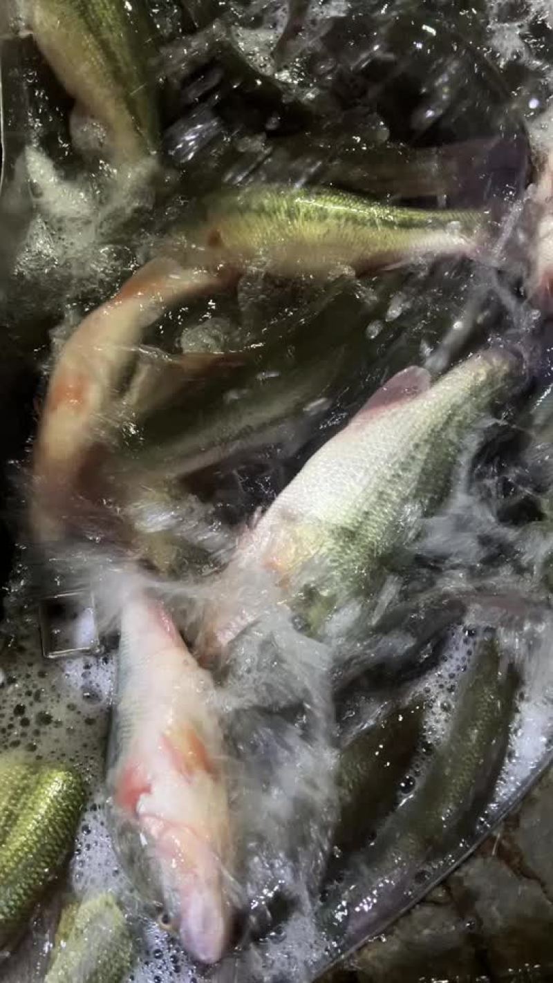 鲈鱼加州鲈鱼全年稳定供应各种规格鲈鱼