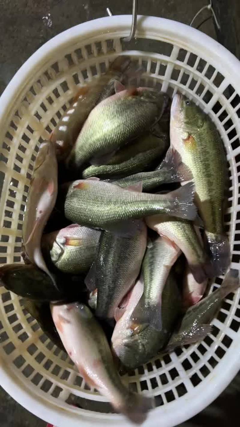 鲈鱼优鲈一号长期稳定供应，规格齐全，全国包邮