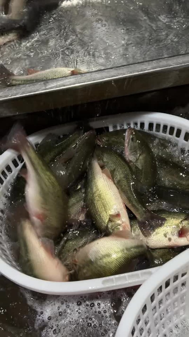 鲈鱼优鲈一号长期稳定供应，规格齐全，全国包邮