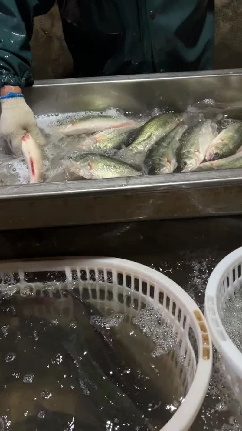 鲈鱼优鲈一号长期稳定供应，规格齐全，全国包邮
