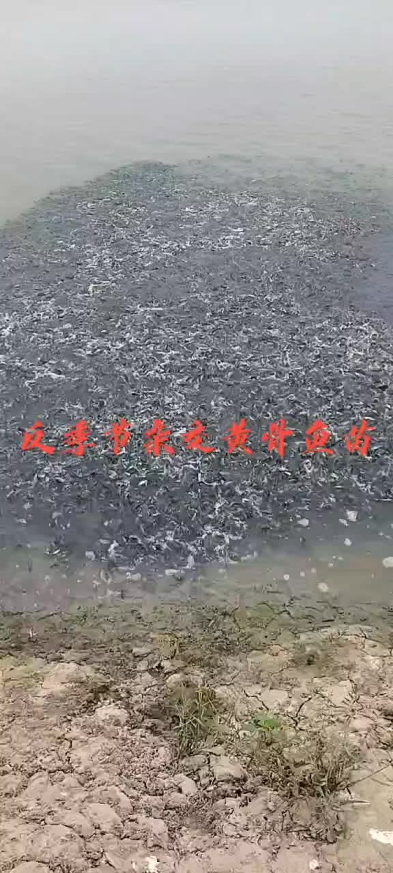 精品黄骨鱼苗
