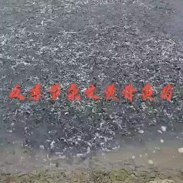 精品黄骨鱼苗