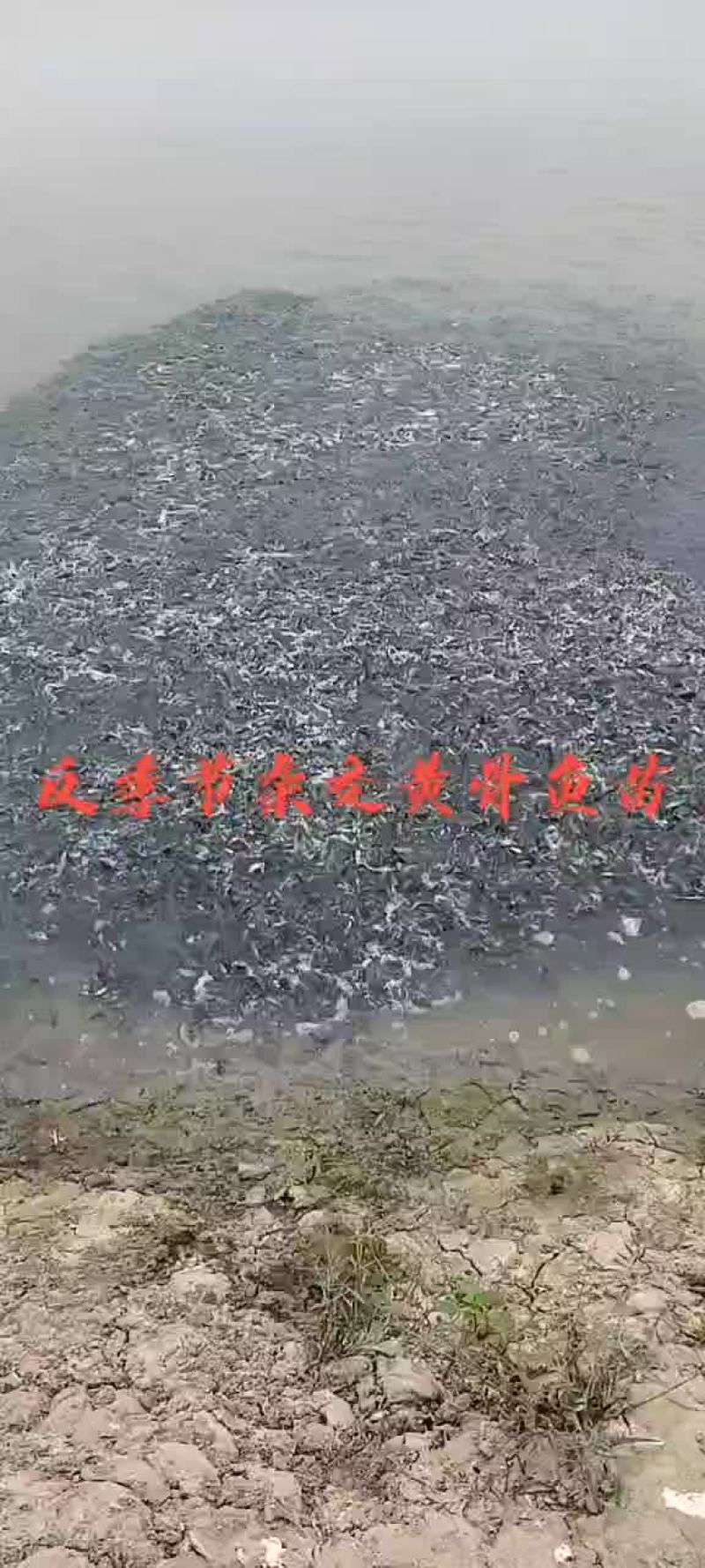 精品黄骨鱼苗