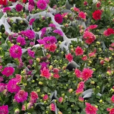 精品一代小丽花