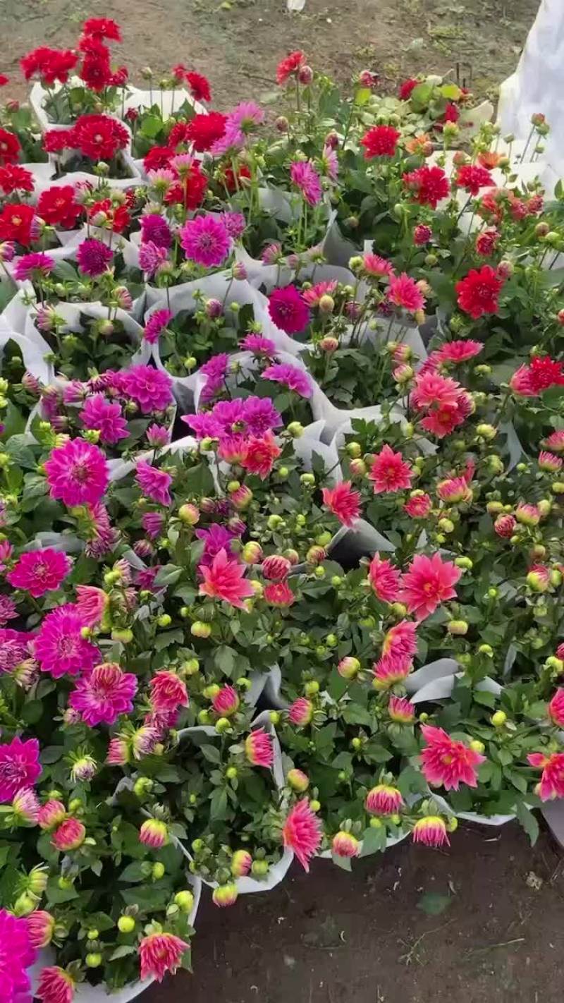 精品一代小丽花