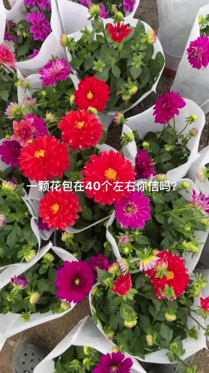 精品一代小丽花