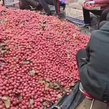 山楂