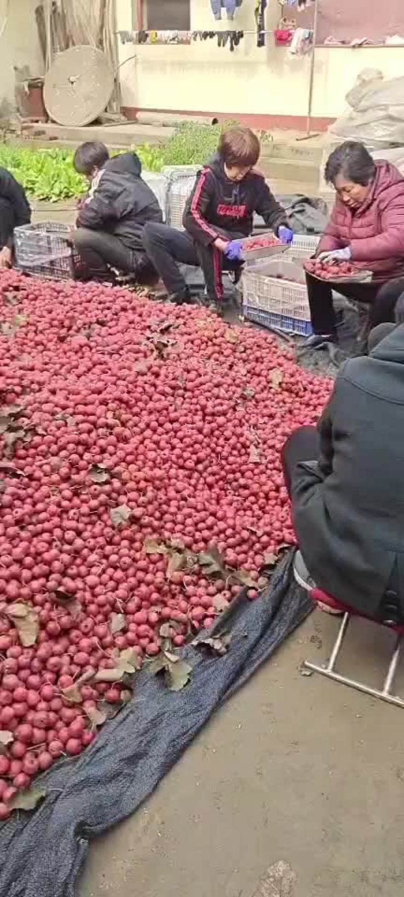 山楂