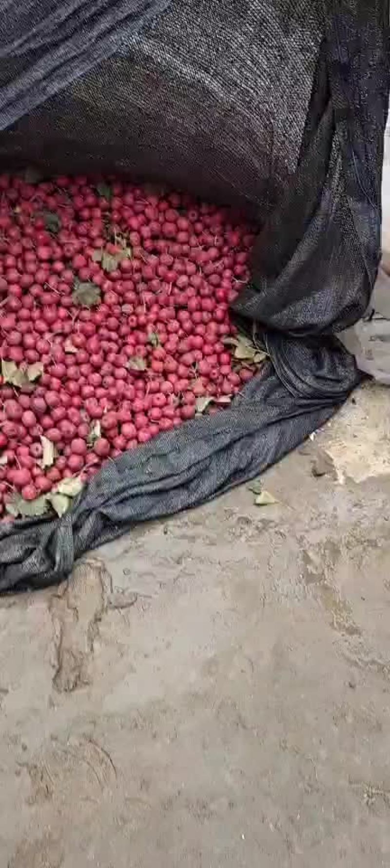 山楂