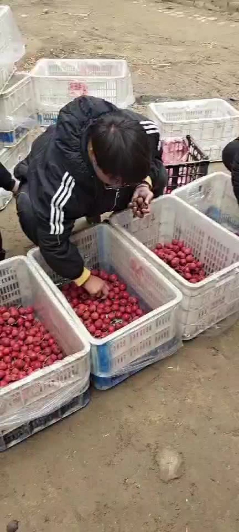 山楂