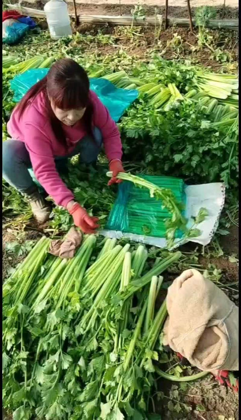 河北精品西芹货源充足产地直发对接市场商超