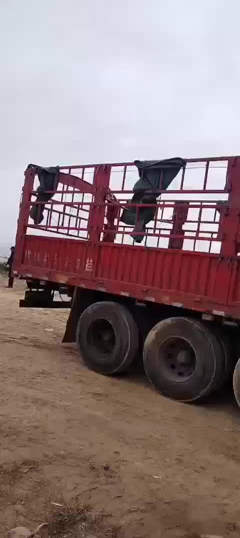 甘肃古浪黄花滩发酵纯羊粪专业生产厂家，量大从优