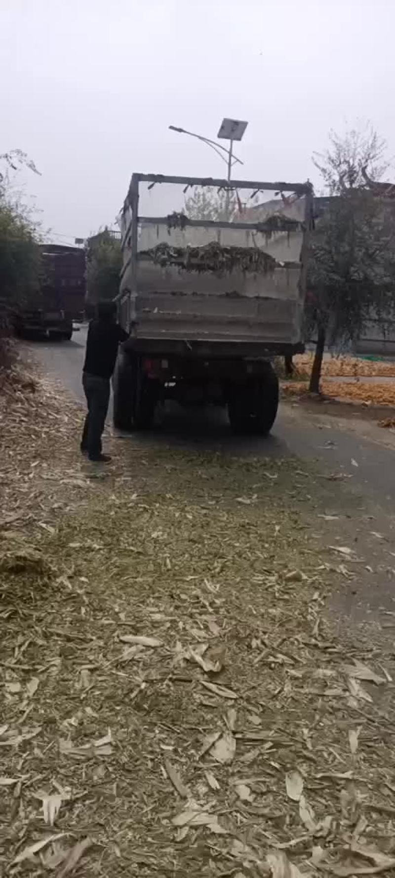 玉米秸秆黄储