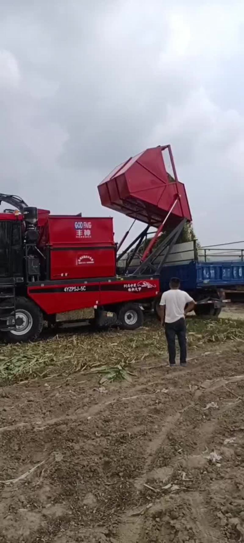 玉米秸秆黄储