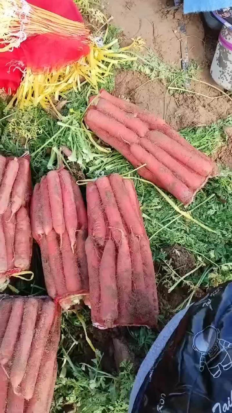 红萝卜上市需要的话联系我