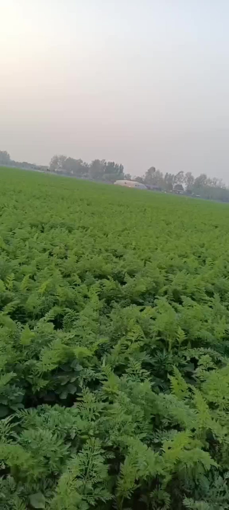 河南省永城市蒋口镇胡萝卜白萝卜