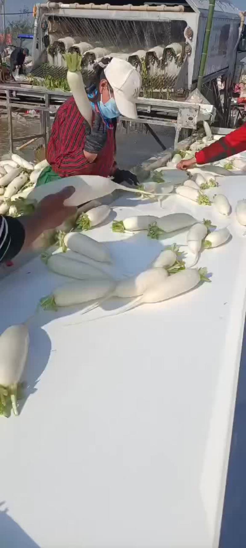 河南省永城市蒋口镇胡萝卜白萝卜