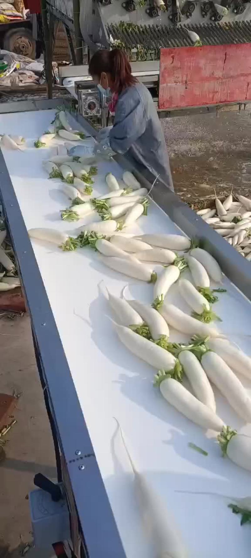 河南省永城市蒋口镇胡萝卜白萝卜