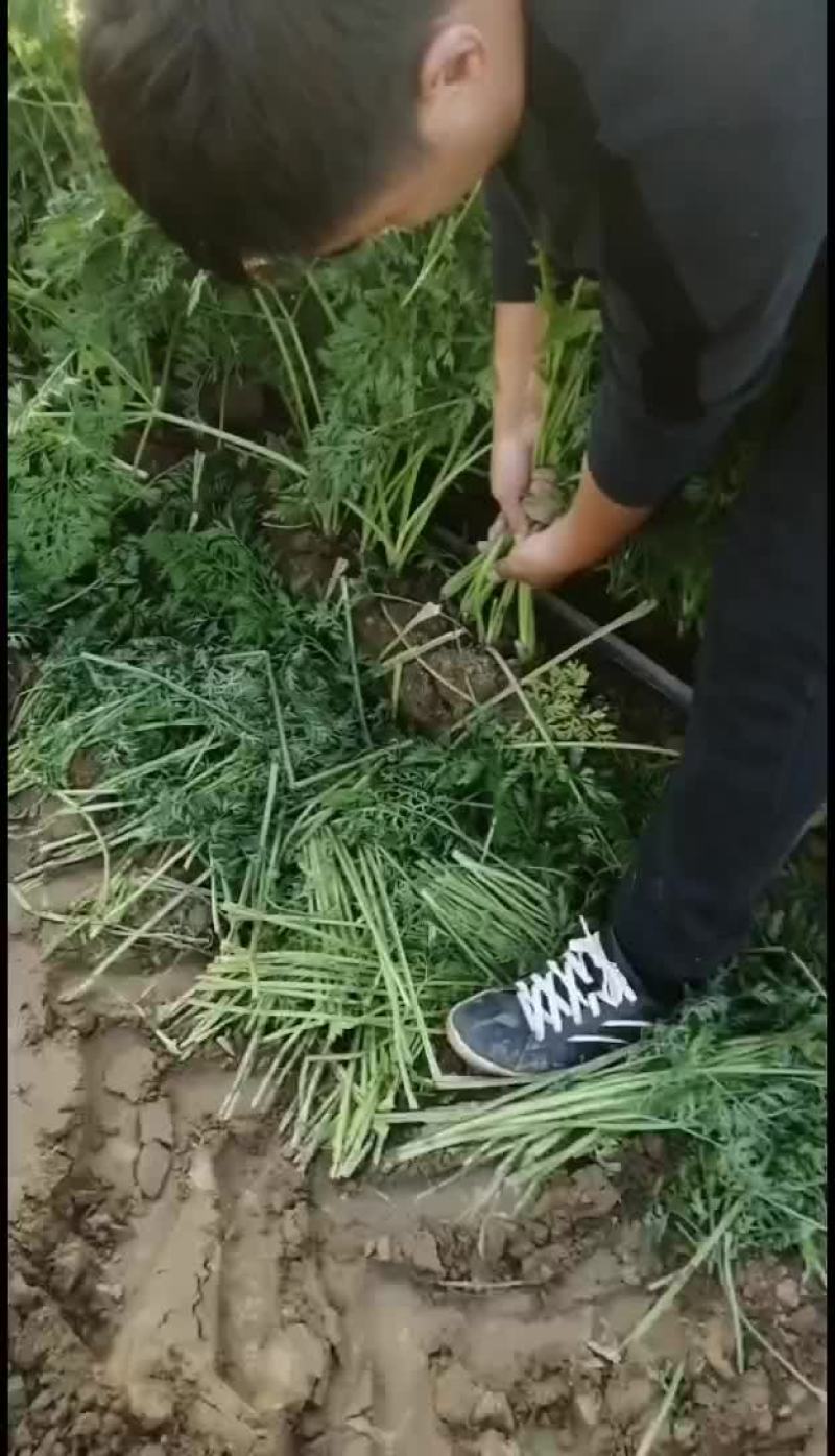 永城市蒋口镇胡萝卜基地