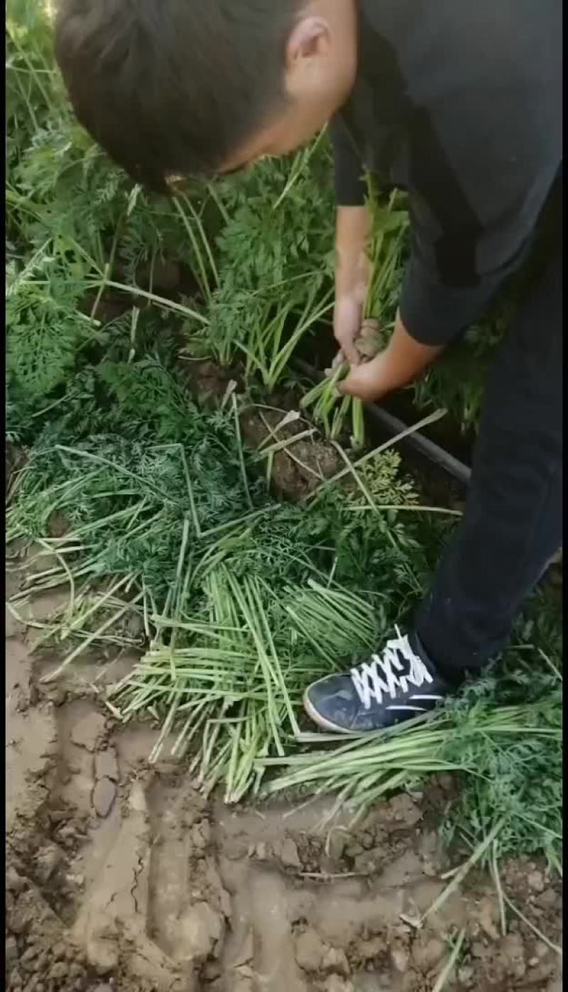 永城市蒋口镇胡萝卜基地