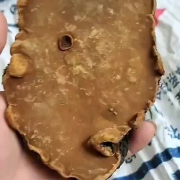 岩桑黄