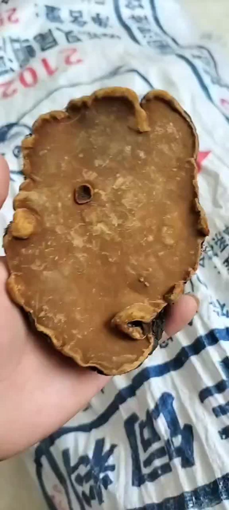 岩桑黄