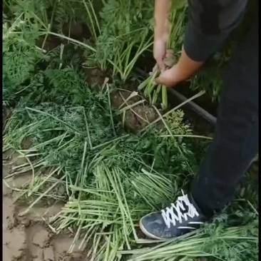 河南省永城市蒋口镇胡萝卜