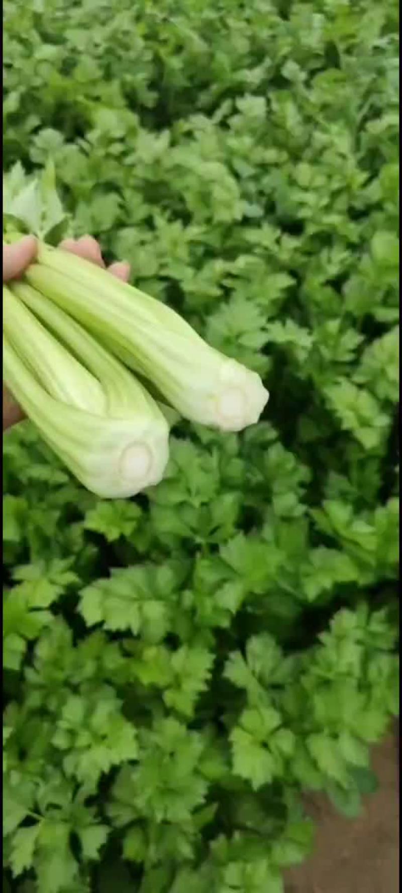 河北精品西芹货源充足产地直发对接市场商超