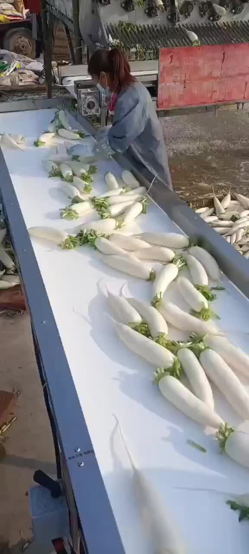 白萝卜