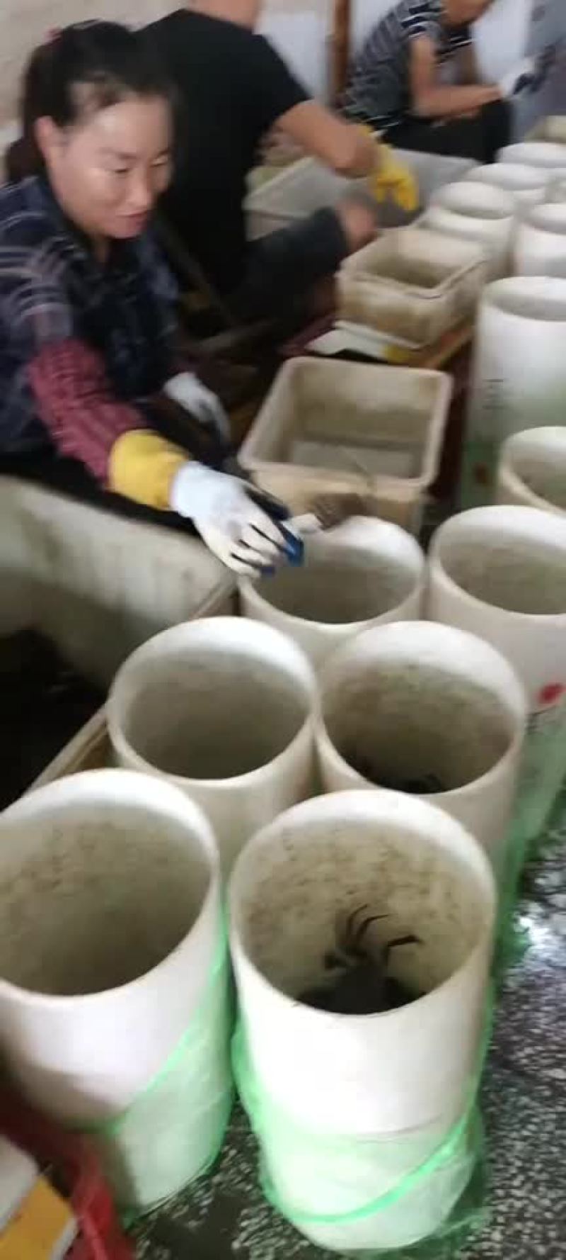 大闸蟹潜江大闸蟹己发展4万亩之多，己自产自销一体化