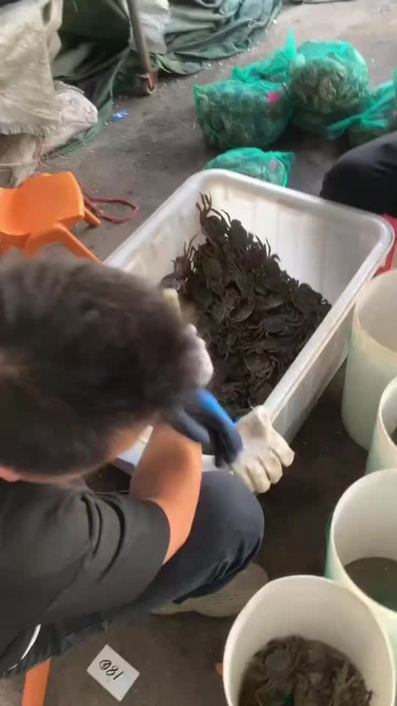 大闸蟹潜江大闸蟹己发展4万亩之多，己自产自销一体化