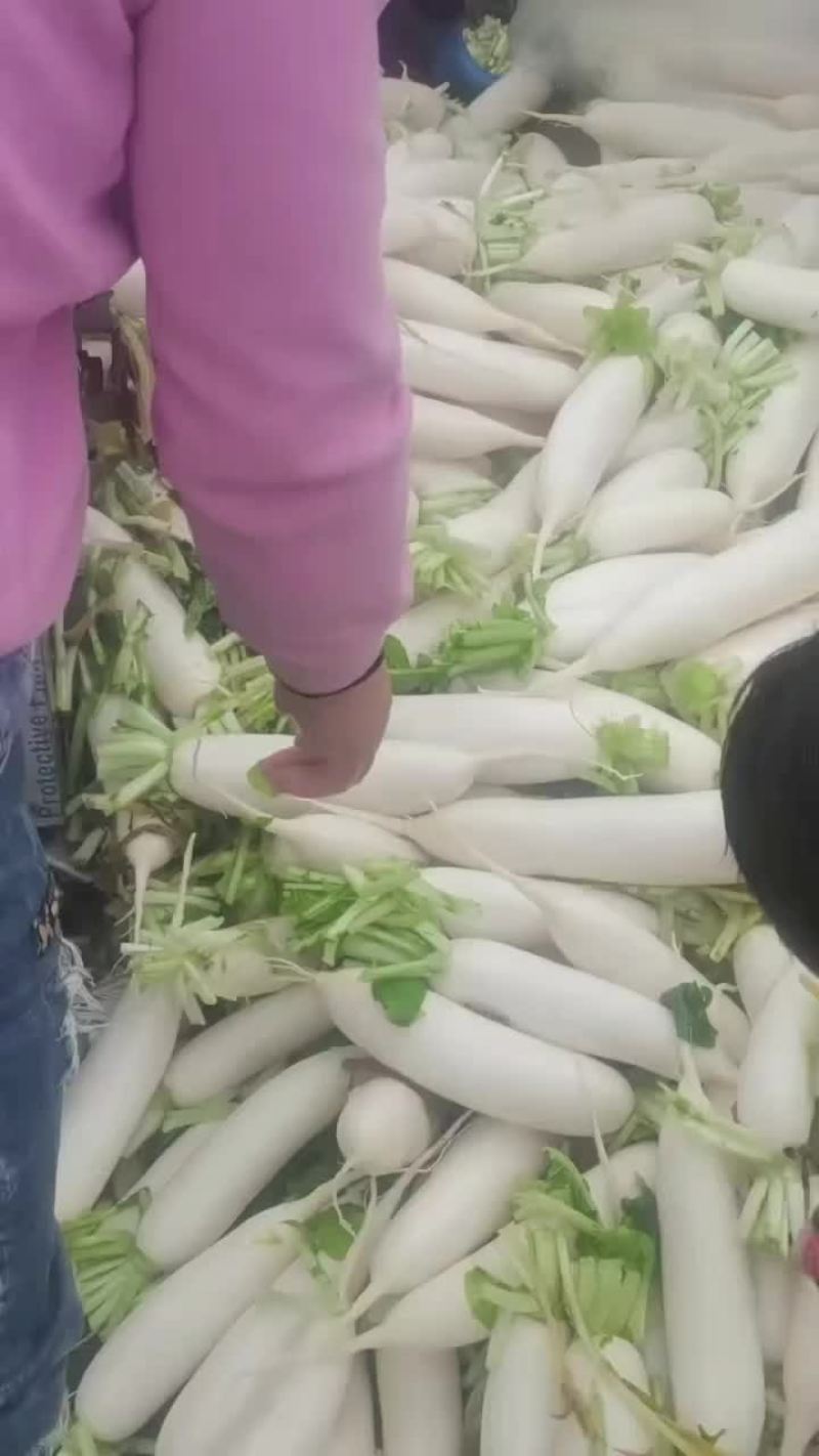 板叶白萝卜