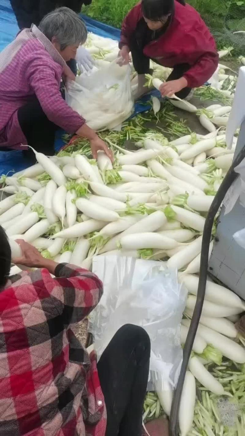板叶白萝卜