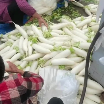 板叶白萝卜