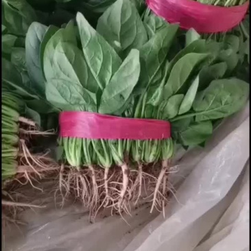 菠菜